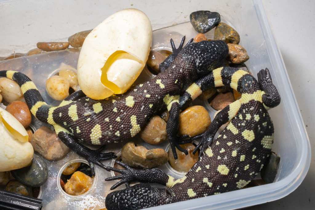 The baby scorpion lizards were identified with microchips to monitor their development before being released during the rainy season in the Motagua Valley. (Photo, Prensa Libre: courtesy Fundesgua)