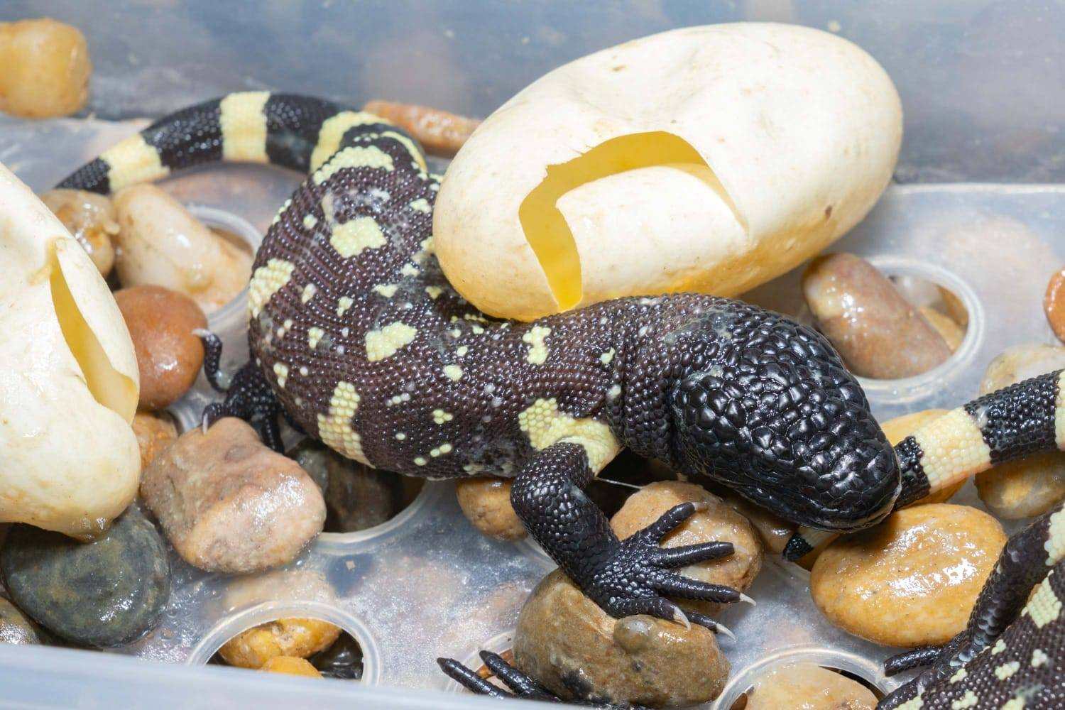 Successful birth of five baby scorpion lizards (Heloderma charlesbogerti), a species endemic to Guatemala that is in critical danger of extinction. (Photo, Prensa Libre: courtesy Fundesgua)