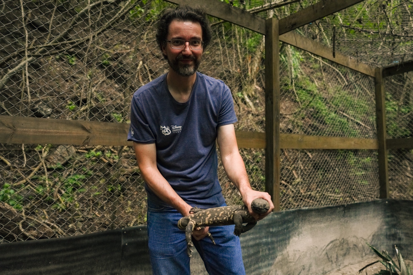 Thomas Schrei sostiene una de las hembras de lagarto escorpión que forma parte del programa de reproducción impulsado para aumentar la población de esta especie endémica y evitar su desaparición en Guatemala. (Foto, Prensa Libre: cortesía Fundesgua)
