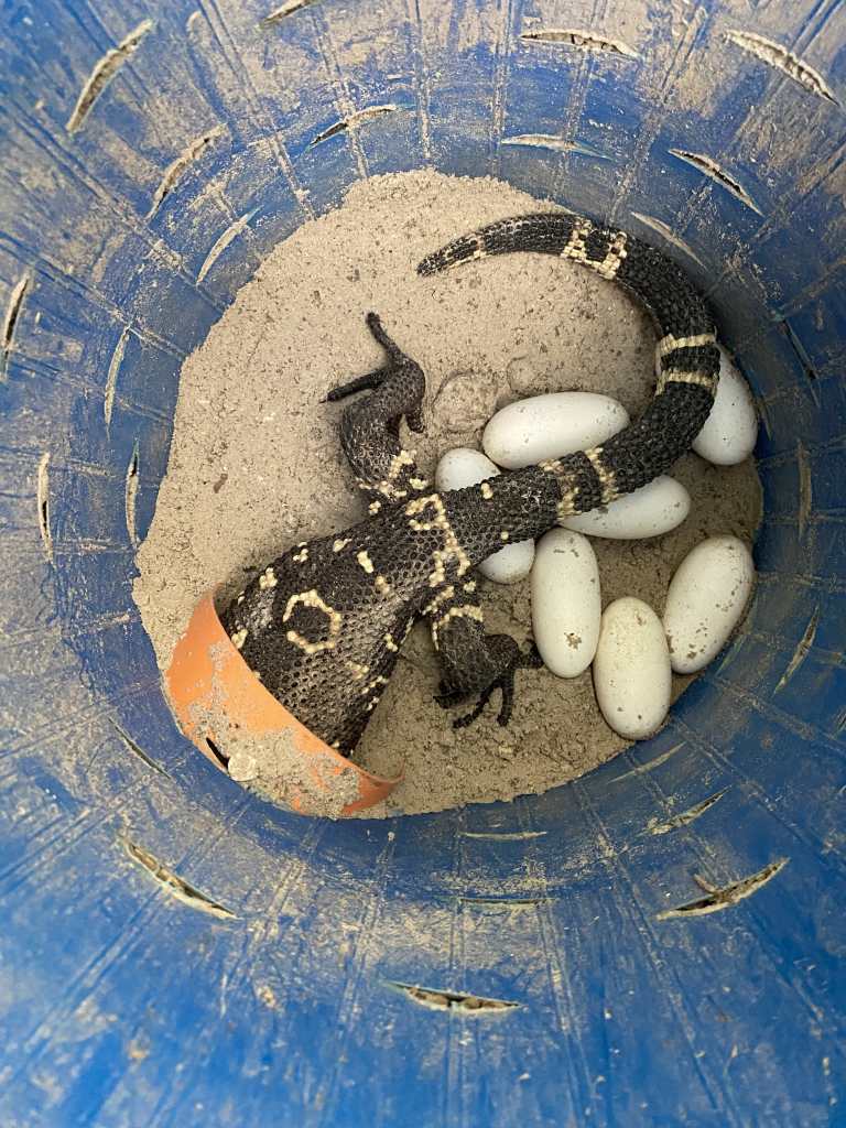 Eggs of the scorpion lizard (Heloderma charlesbogerti) during the incubation process within the conservation program promoted by Fundesgua in the Motagua valley. (Photo, Prensa Libre: courtesy Fundesgua)