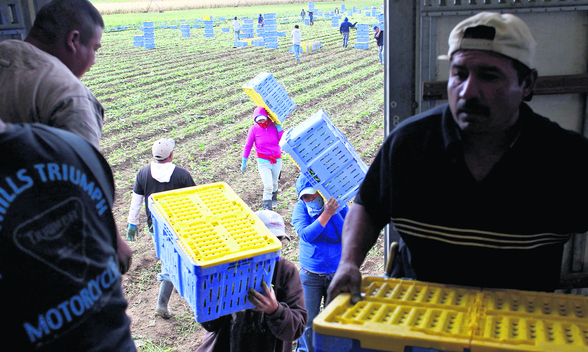 WELLINGTON, CO - 11 de octubre: los trabajadores migrantes mexicanos llevan cajas de espinaca orgánica durante la cosecha de otoño en las granjas de Bolsa Familia el 11 de octubre de 2011 en Wellington, Colorado. Aunque la demanda de productos orgánicos de la granja es alta, Andy Grant dijo que su fuerza de trabajo migrante, la mayoría de México, está muy por debajo de este año y que será incapaz de cosecha de hasta un tercio de los cultivos de su caída, dejando a los vegetales en la campos a la putrefacción. Dijo que políticas más estrictas de inmigración de EE.UU. en todo el país han creado un "clima de miedo" en la comunidad de inmigrantes y muchos trabajadores se han ido o bien de regreso a México o han sido deportados. Aunque Grant requiere prueba de estatus migratorio legal de sus empleados, los trabajadores migrantes indocumentados frecuentemente obtener permisos falsos para trabajar en todo el país los agricultores de EE.UU. Muchos dicen que han encontrado que es casi imposible contratar a ciudadanos estadounidenses de mano de obra intensiva de trabajo agrícola de temporada. John Moore / Getty Images / AFP == para periódicos, Internet, empresas de telecomunicaciones y televisión usan SOLO ==