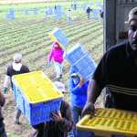 WELLINGTON, CO - 11 de octubre: los trabajadores migrantes mexicanos llevan cajas de espinaca orgánica durante la cosecha de otoño en las granjas de Bolsa Familia el 11 de octubre de 2011 en Wellington, Colorado. Aunque la demanda de productos orgánicos de la granja es alta, Andy Grant dijo que su fuerza de trabajo migrante, la mayoría de México, está muy por debajo de este año y que será incapaz de cosecha de hasta un tercio de los cultivos de su caída, dejando a los vegetales en la campos a la putrefacción. Dijo que políticas más estrictas de inmigración de EE.UU. en todo el país han creado un "clima de miedo" en la comunidad de inmigrantes y muchos trabajadores se han ido o bien de regreso a México o han sido deportados. Aunque Grant requiere prueba de estatus migratorio legal de sus empleados, los trabajadores migrantes indocumentados frecuentemente obtener permisos falsos para trabajar en todo el país los agricultores de EE.UU. Muchos dicen que han encontrado que es casi imposible contratar a ciudadanos estadounidenses de mano de obra intensiva de trabajo agrícola de temporada. John Moore / Getty Images / AFP == para periódicos, Internet, empresas de telecomunicaciones y televisión usan SOLO ==