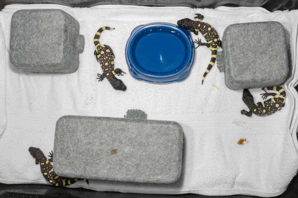 Cinco crías de lagarto escorpión (Heloderma charlesbogerti) nacidas recientemente en el valle del Motagua representan un avance histórico para la conservación de esta especie endémica de Guatemala. (Foto, Prensa Libre: Fundasgua)