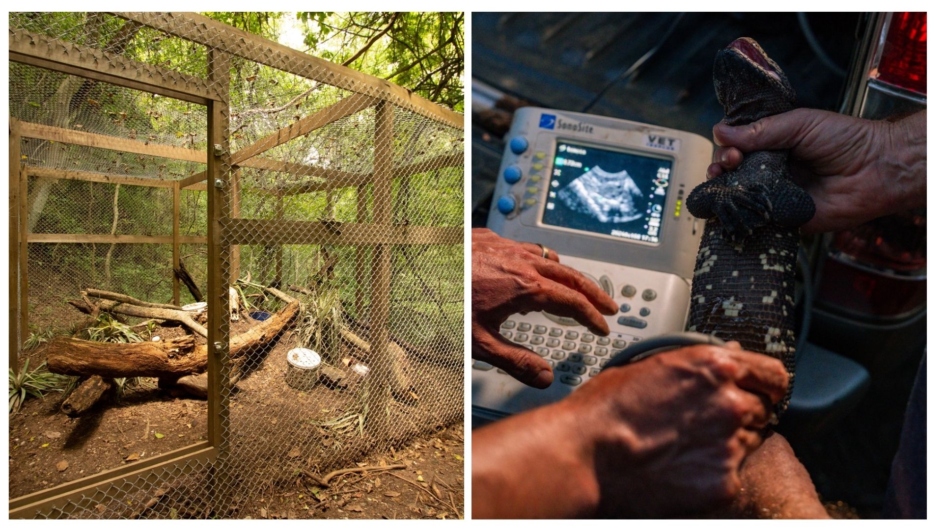 Nacen cinco lagartos escorpión y surge una nueva esperanza para conservar una especie única de Guatemala
