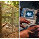 Nacen cinco lagartos escorpión y surge una nueva esperanza para conservar una especie única de Guatemala
