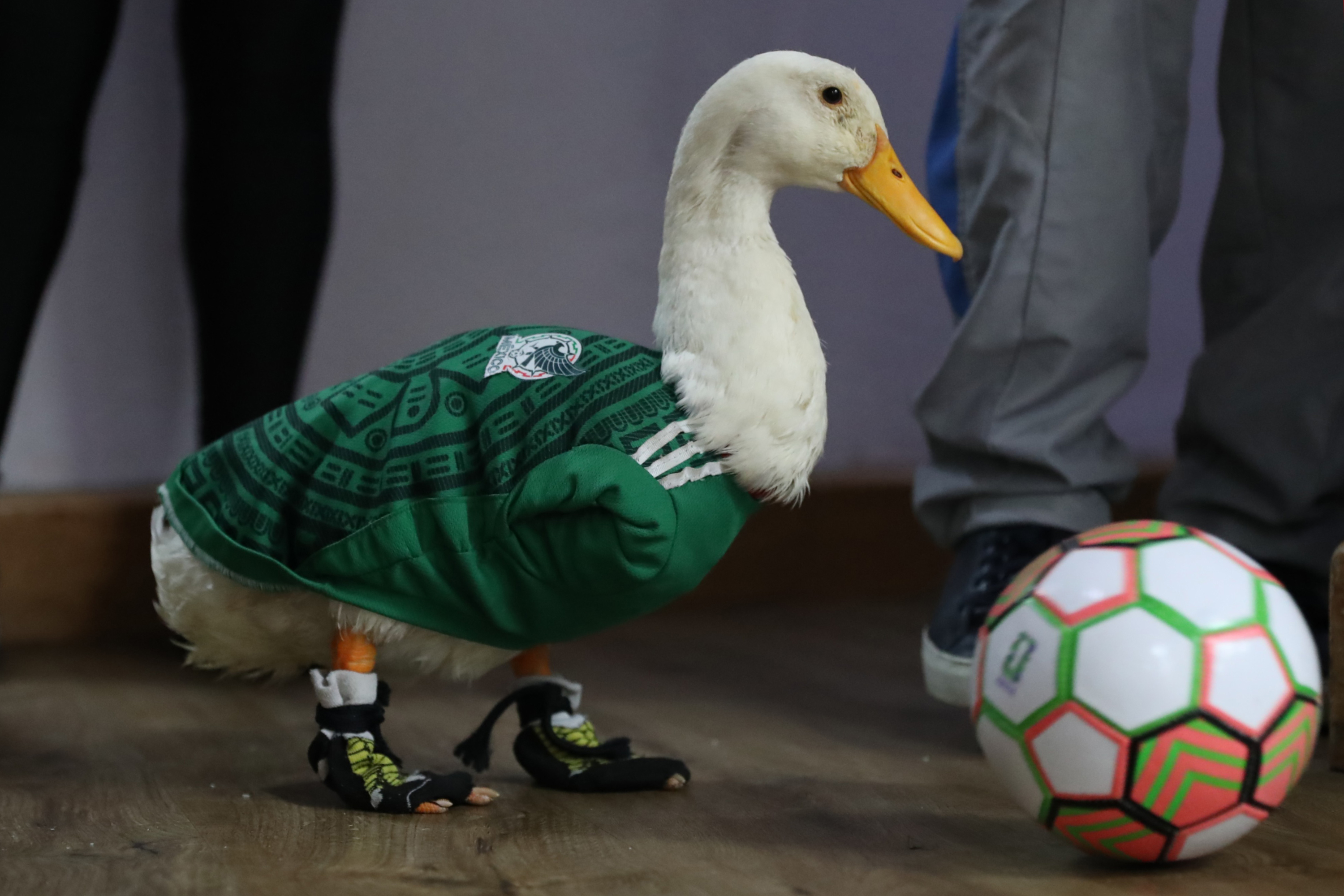 MEX6432. CIUDAD DE MÉXICO (MÉXICO), 20/06/2026.- El pato Merlín posa con un balón de fútbol este viernes, en Ciudad de México (México). Los goles de Raúl Jiménez o Luis Romo en la Copa del Mundo son tan virales como cualquier foto de Merlín, el pato mundialista que desafió estrategias publicitarias de las grandes marcas, al poner en el centro de la conversación del torneo a la familia mexicana de Karla Gómez, dueña del pequeño alado y madre soltera de Carlos y Cristian. EFE/Mario Guzmán