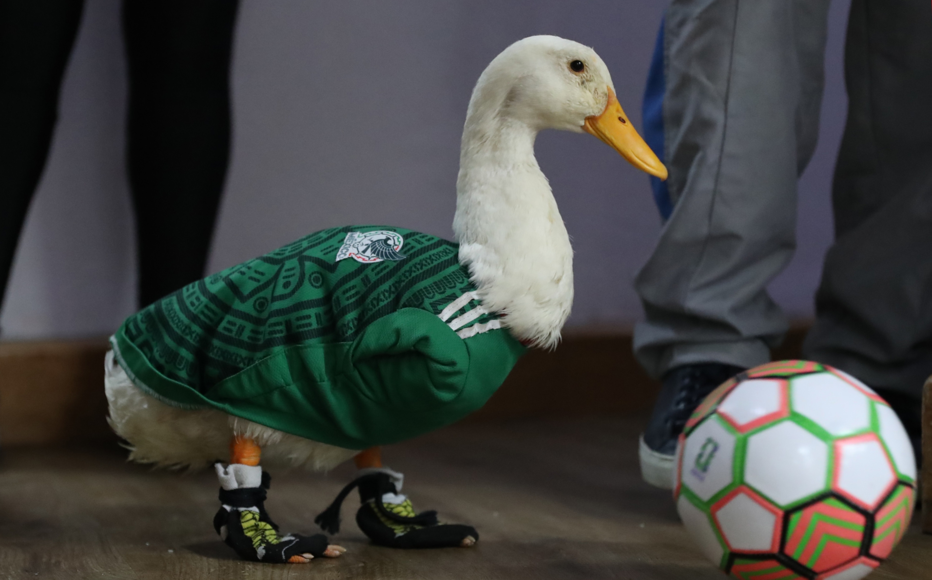 Poncho de Nigris ofrece más de 500 mil pesos por el pato Merlín y provoca debate en redes sociales