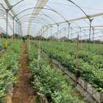 En Parramos, Chimaltenango, se encuentra la zona de producción de arándanos, así como los encadenamientos productivos de su área de influencia, desde donde se abastece a cadenas de supermercados en varios países. (Foto Prensa Libre: Cortesía Planesa)