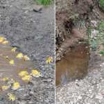 Vecino observa y señala ejemplares de sapo amarillo (Incilius luetkenii) en una charca de Río Hondo, Zacapa, tras las primeras lluvias de la temporada.