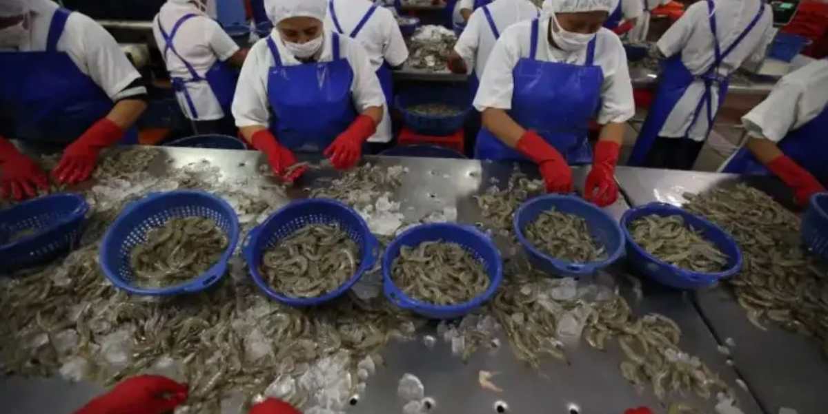 Los efectos de Cristina podrían afectar la producción de camarón en el Pacífico de Guatemala