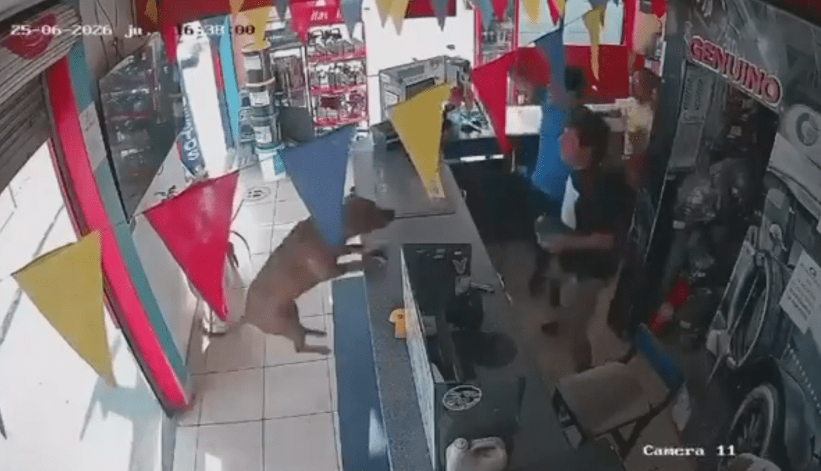 Dog steals the show in Ecuador's World Cup victory celebration against Germany