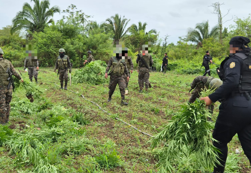 Destruyen en Petén dos plantaciones de marihuana valoradas en más de Q50 millones