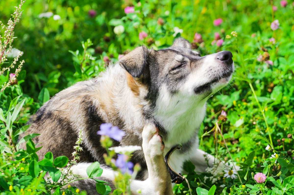 ¿Cuáles son las enfermedades más comunes de la piel en perros y gatos?