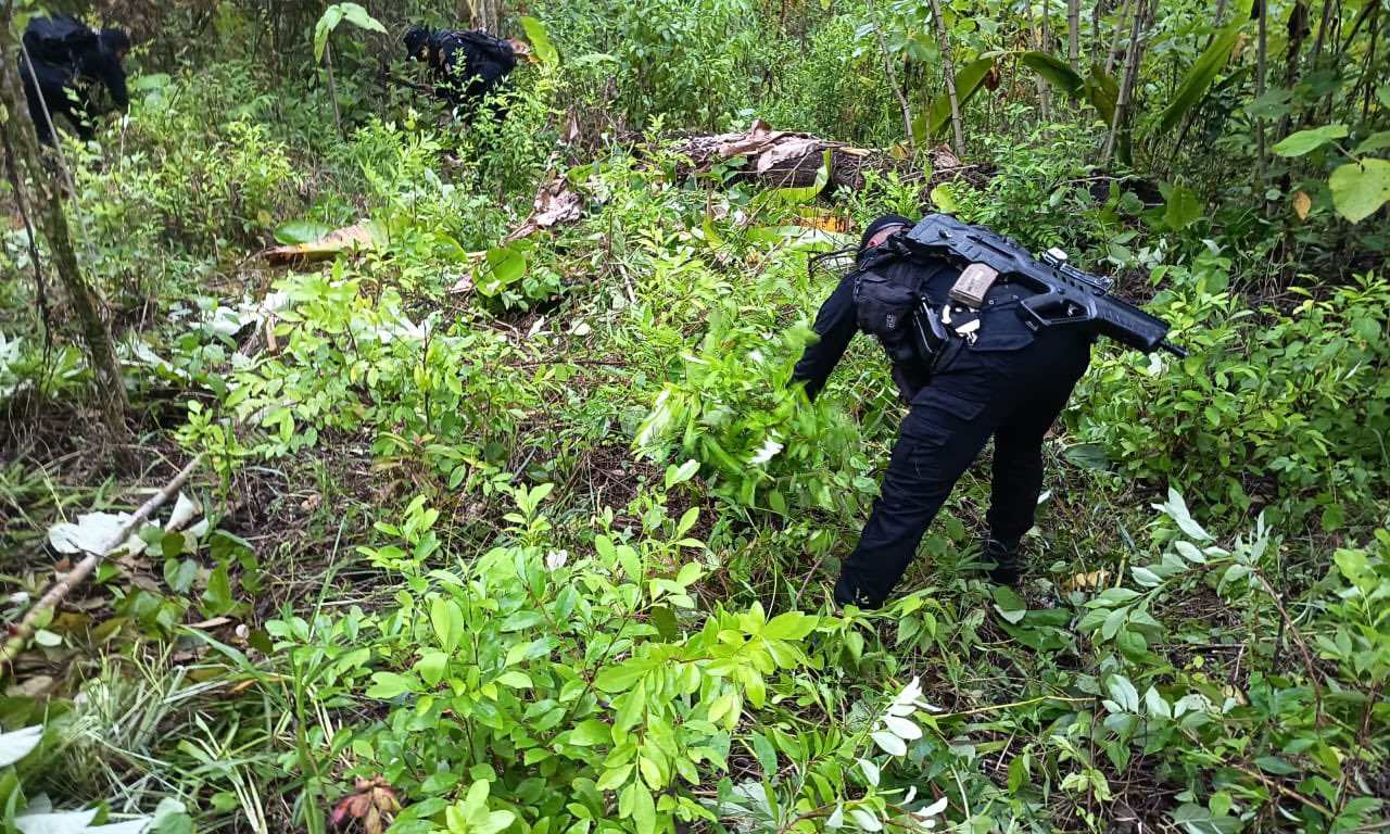 Agentes de la SGAIA y soldados participan en la erradicación de 128 mil arbustos de coca localizados en el caserío Santa Rosita, El Chal, Petén. (Foto Prensa Libre: Mingob)