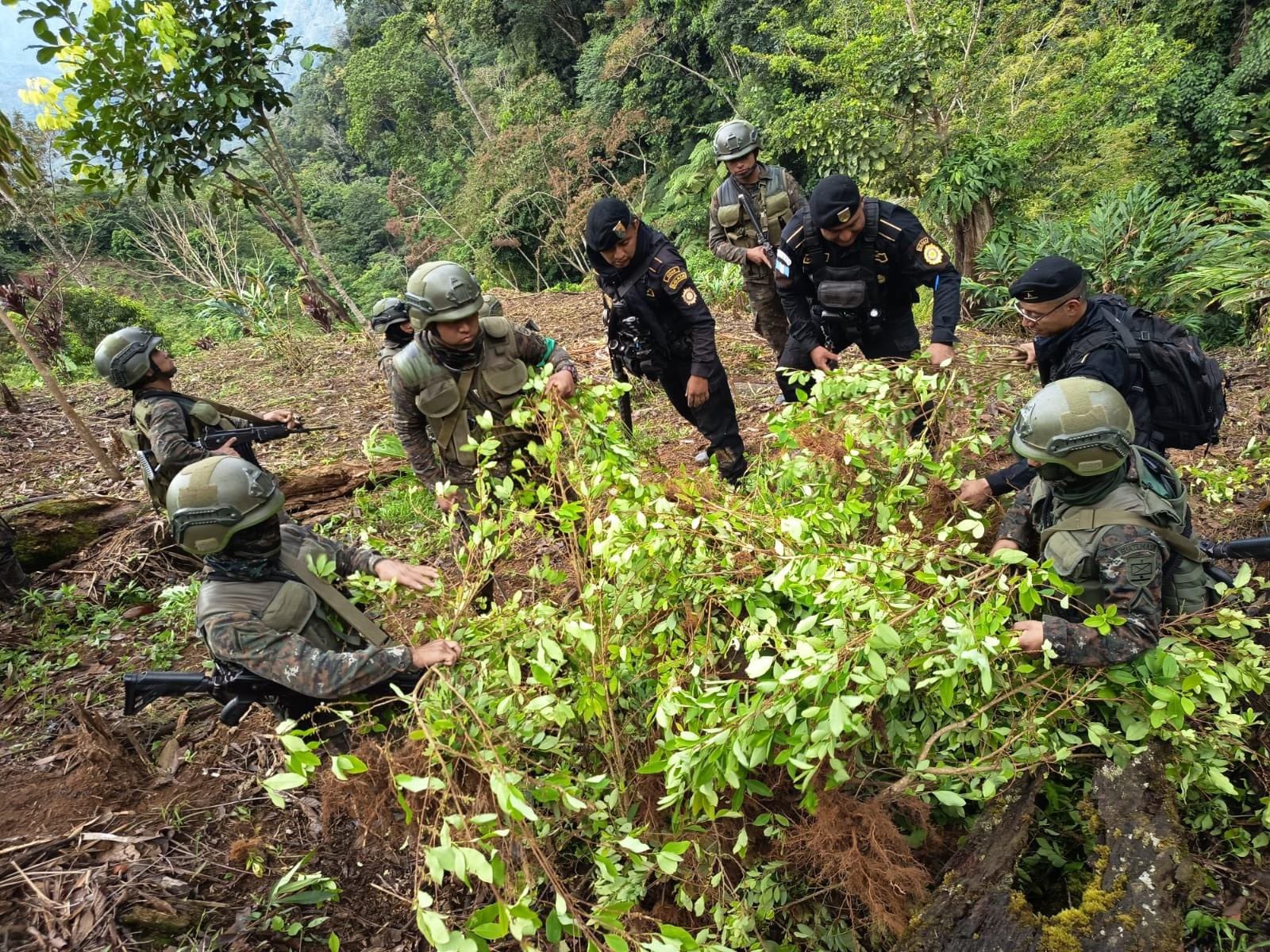 Soldados del Ejército y agentes antinarcóticos de la PNC durante operativo en San Luis, Petén, donde localizaron 30 mil arbustos de coca y 4 mil almácigos.