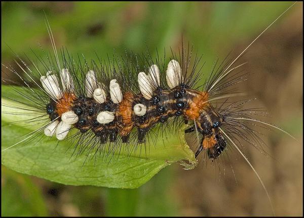 Up to 20 million insect species: Finding redefines terrestrial biodiversity