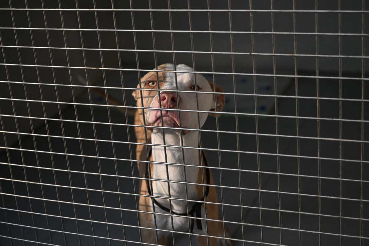 Remains of 117 Dogs Found at California Sanctuary; Over 70 Died by Gunshots