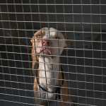 Refugio de animales California