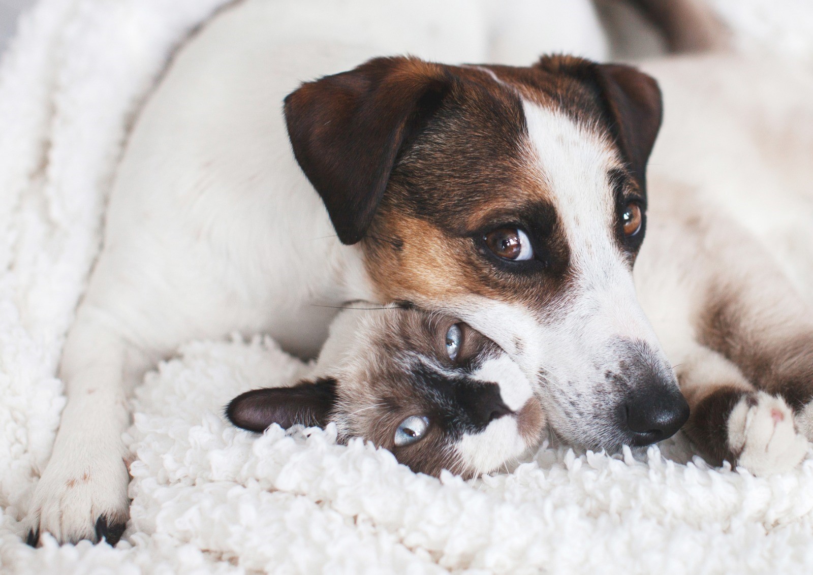 Qué hacer para que perros y gatos se lleven bien