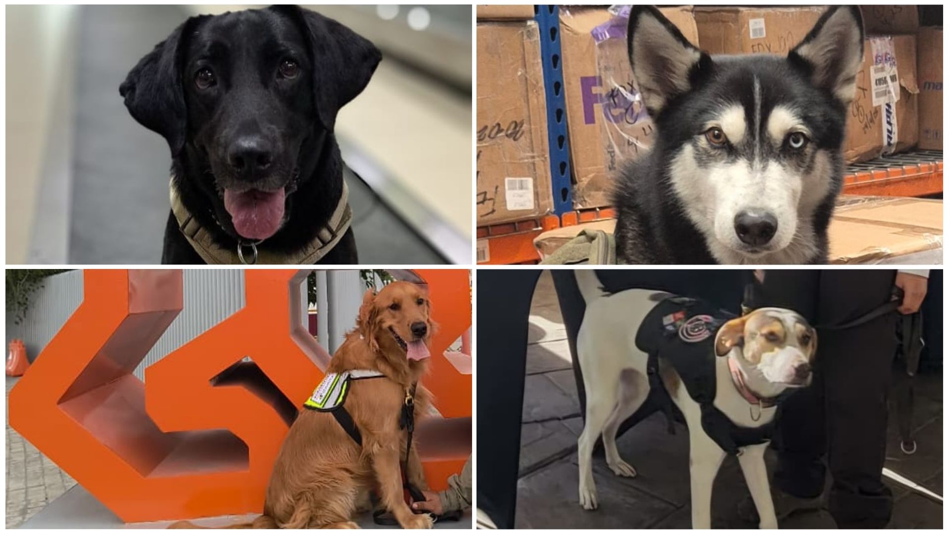 De arriba a abajo y de izquierda a derecha: Baki, Seth, Elvis y Yeya, los cuatro caninos guatemaltecos que fueron enviados a México para reforzar la seguridad sanitaria durante el Mundial 2026, mediante la detección de productos agropecuarios que podrían representar riesgos para las fronteras del país anfitrión. (Foto, Prensa Libre: Cortesía MAGA)