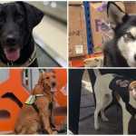 De arriba a abajo y de izquierda a derecha: Baki, Seth, Elvis y Yeya, los cuatro caninos guatemaltecos que fueron enviados a México para reforzar la seguridad sanitaria durante el Mundial 2026, mediante la detección de productos agropecuarios que podrían representar riesgos para las fronteras del país anfitrión. (Foto, Prensa Libre: Cortesía MAGA)