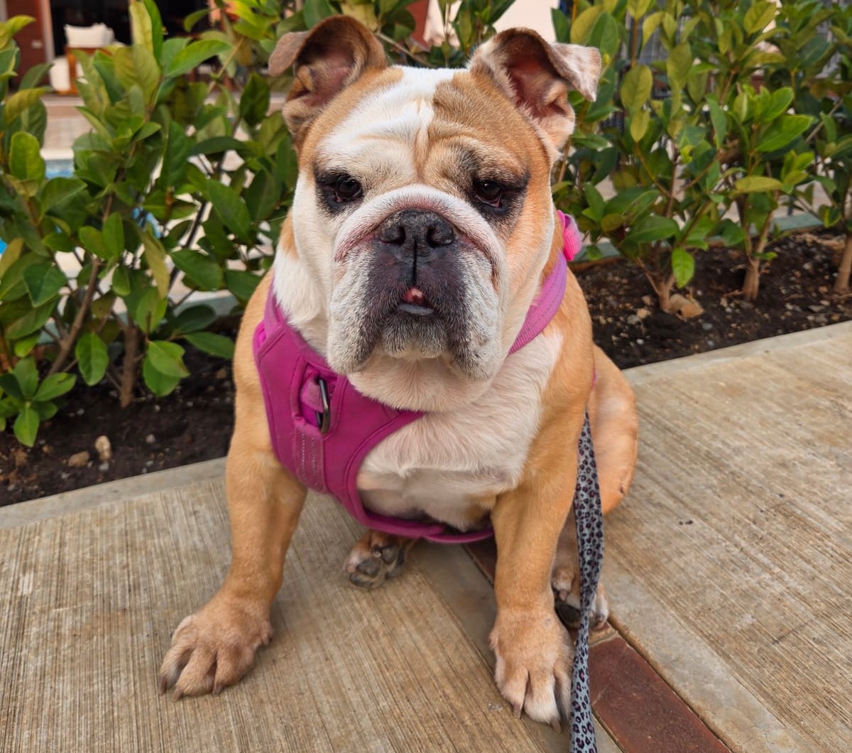 Fiel y cariñoso: así es el bulldog inglés