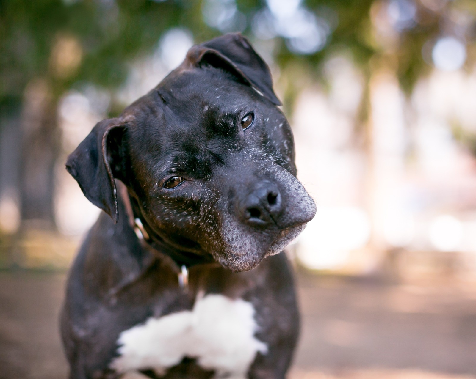 ¿Cómo se comunican los perros para poder entenderlos?
