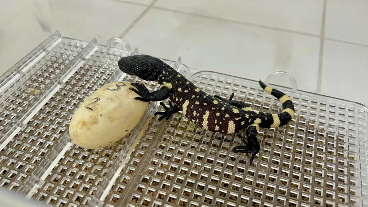 Nacen tres crías de lagarto escorpión en el Zoológico La Aur