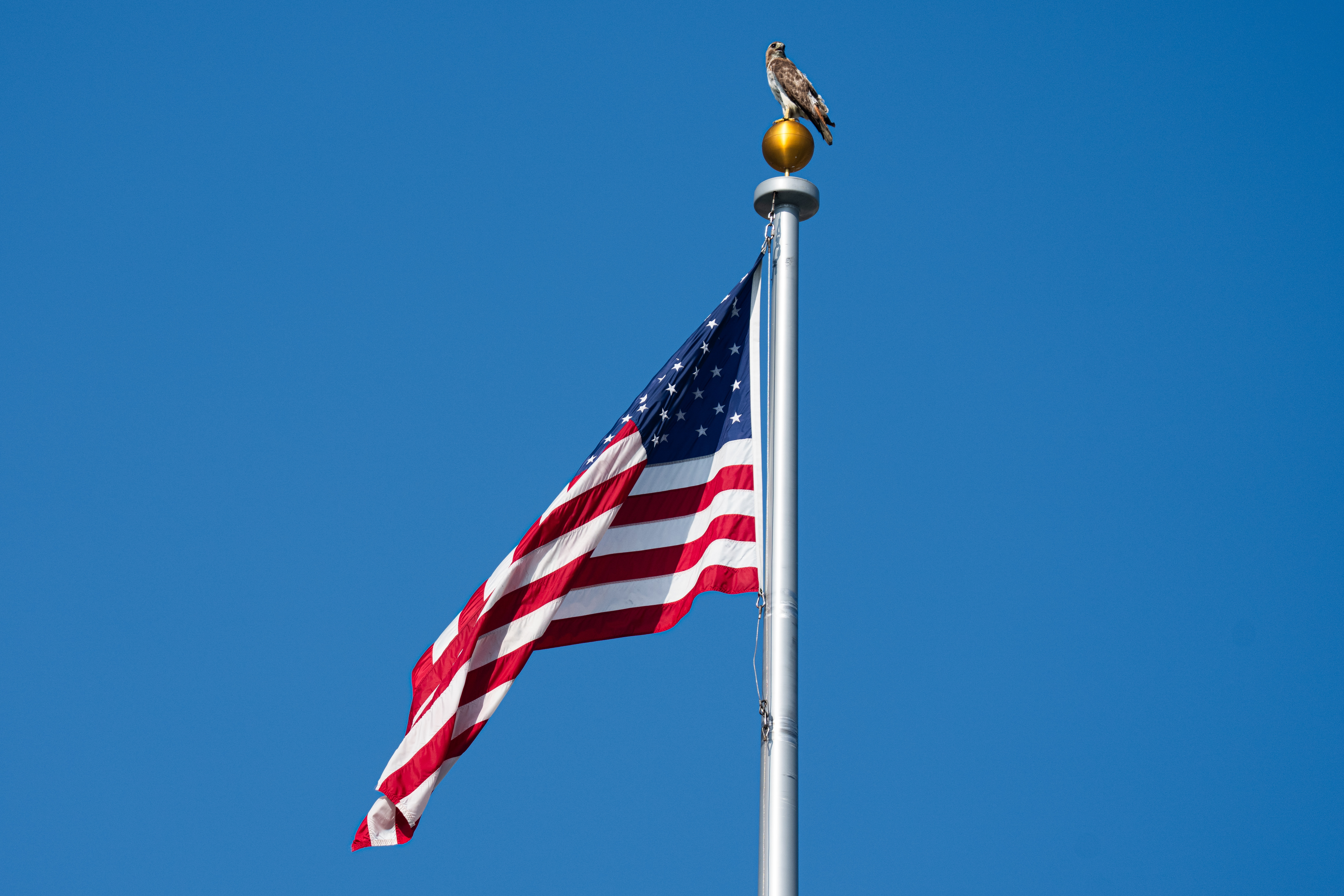 Un halcón se posa sobre un mástil de la bandera estadounidense en Washington.