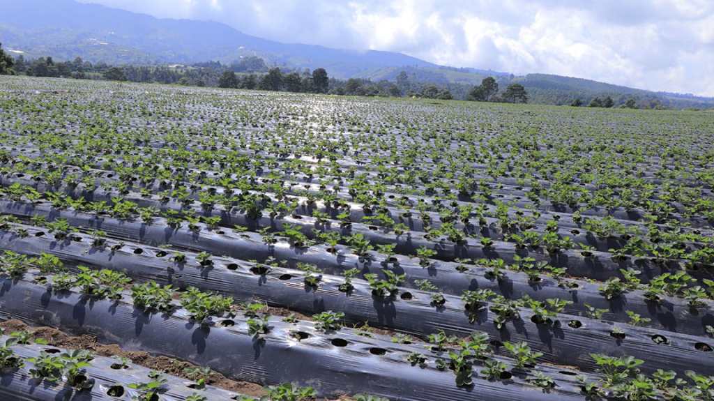 Agricultor aplica medidas para conservar humedad del suelo ante condiciones de sequía en Guatemala