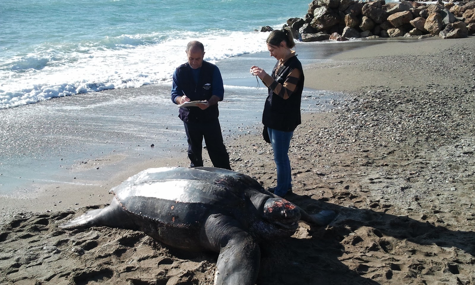 El hallazgo de un nido de tortuga laúd en una playa protegida de Virginia Beach marca un hecho sin precedentes en Estados Unidos y podría revelar cambios en los patrones de reproducción de esta especie vulnerable.