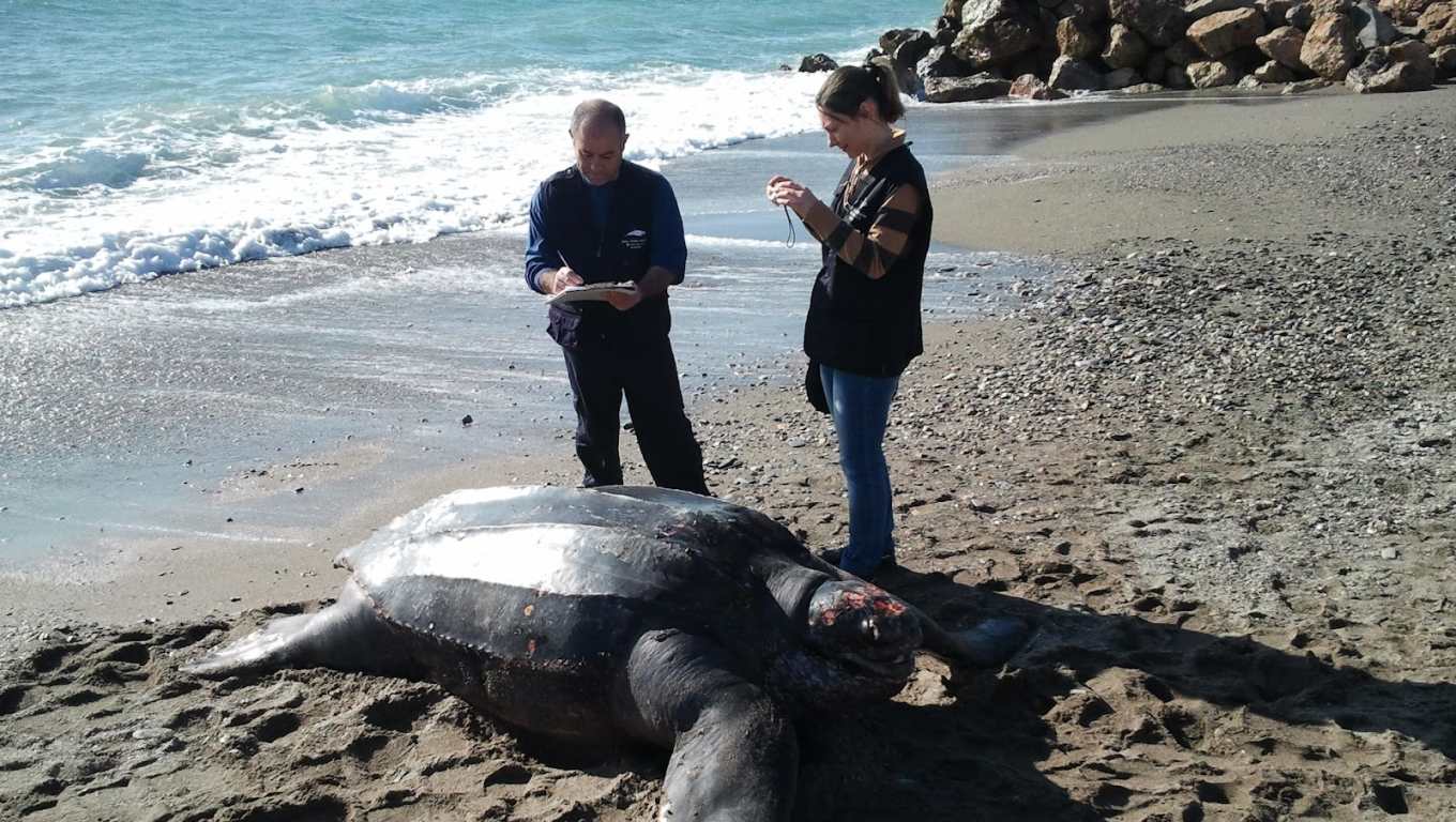 El hallazgo de un nido de tortuga laúd en una playa protegida de Virginia Beach marca un hecho sin precedentes en Estados Unidos y podría revelar cambios en los patrones de reproducción de esta especie vulnerable.