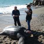El hallazgo de un nido de tortuga laúd en una playa protegida de Virginia Beach marca un hecho sin precedentes en Estados Unidos y podría revelar cambios en los patrones de reproducción de esta especie vulnerable.