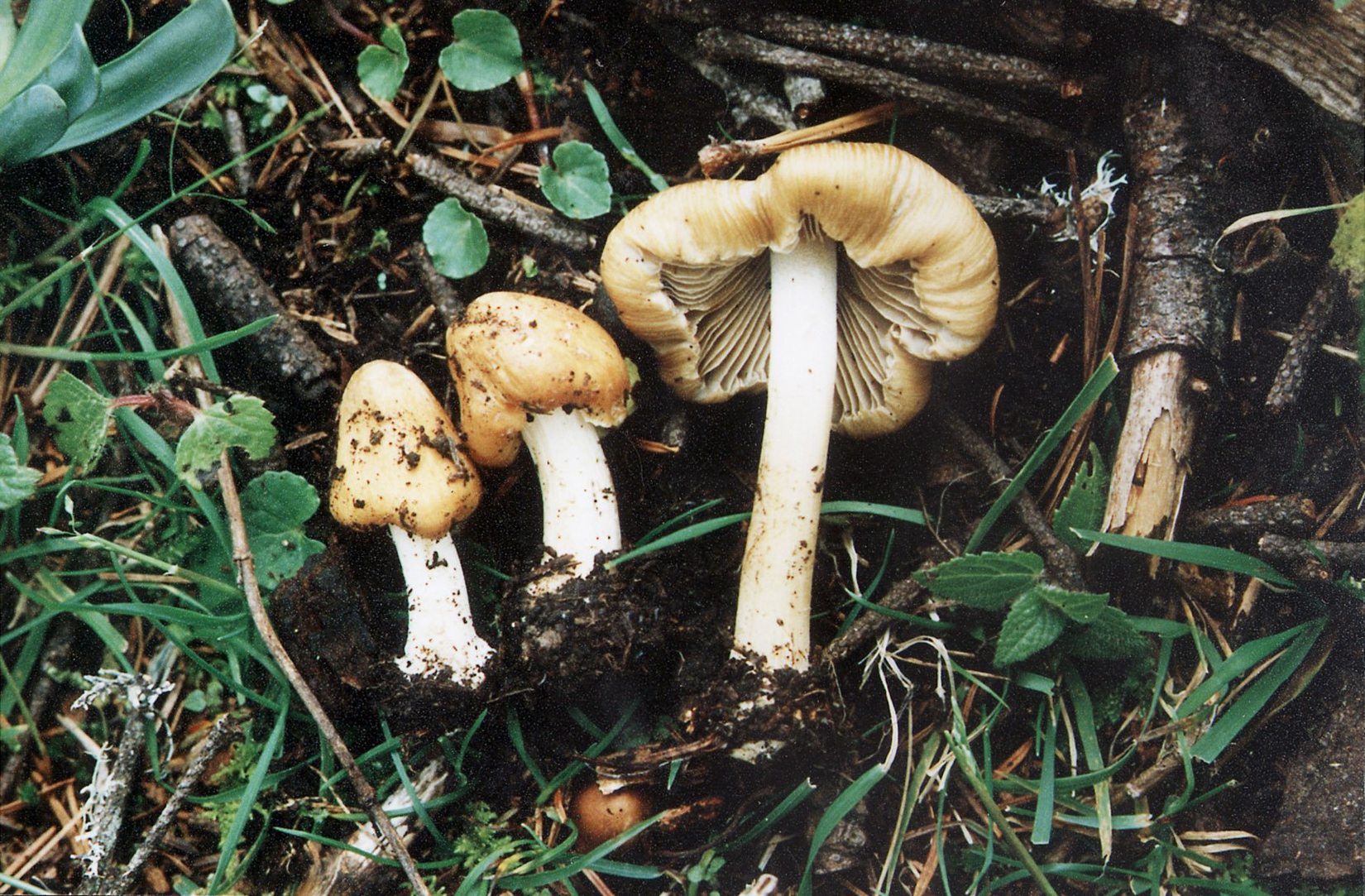 La riqueza biológica de Guatemala podría esconder nuevas alternativas para combatir el cáncer y una investigación de la UVG revela por qué proteger los bosques también puede salvar vidas. Imágen con fines ilustrativos. (Foto Prensa Libre: Hemeroteca PL)