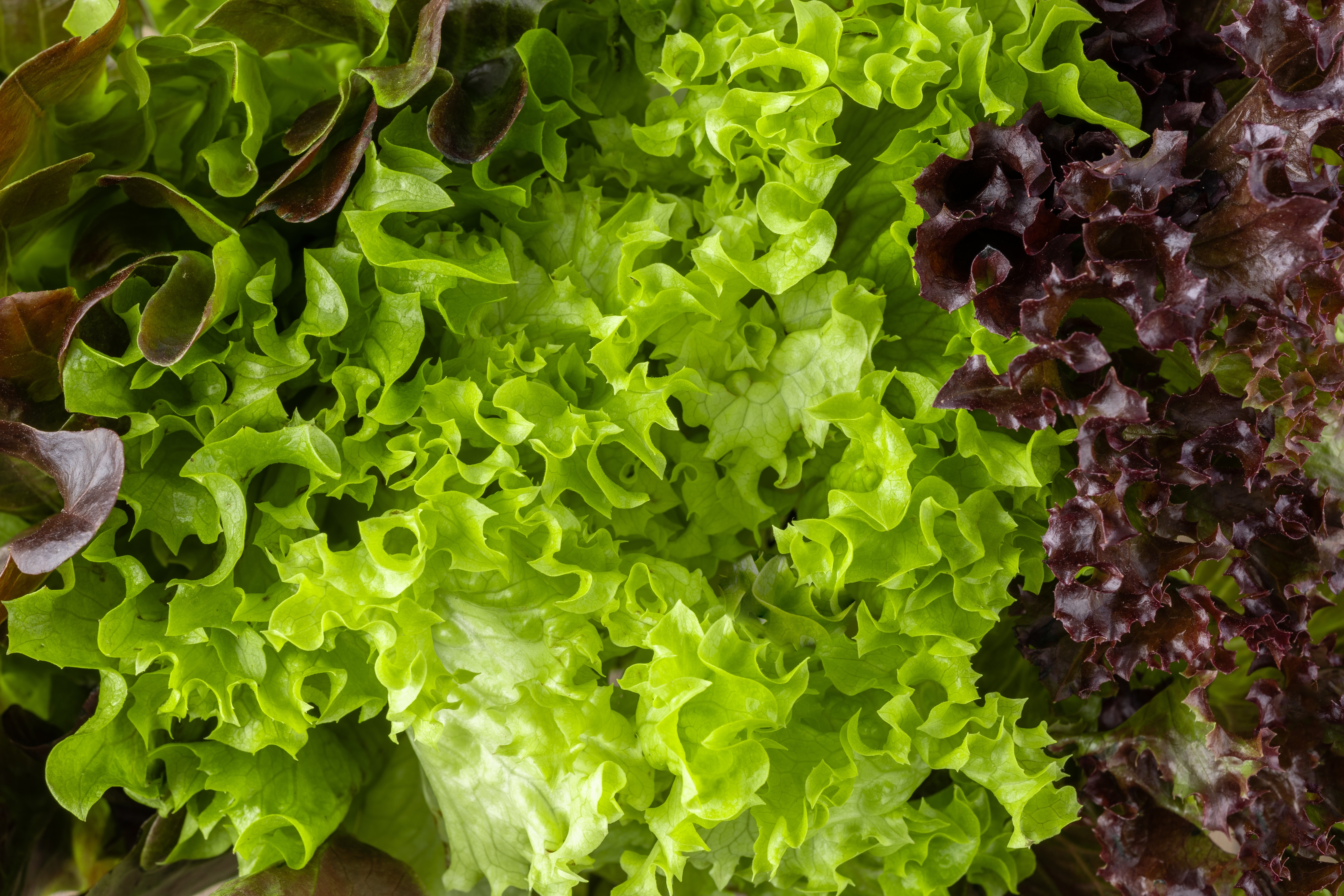 ¿La lechuga está vinculada al brote de ciclosporiasis? Esto informan las autoridades