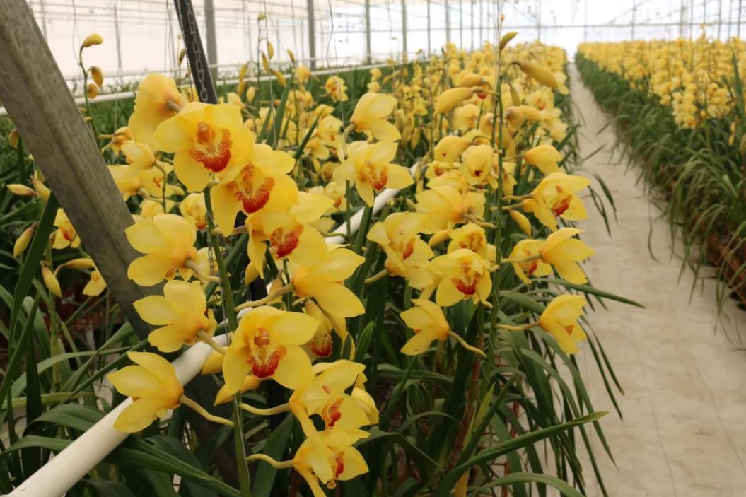 Plantas ornamentales flores y follajes Agexport 3 orquídeas