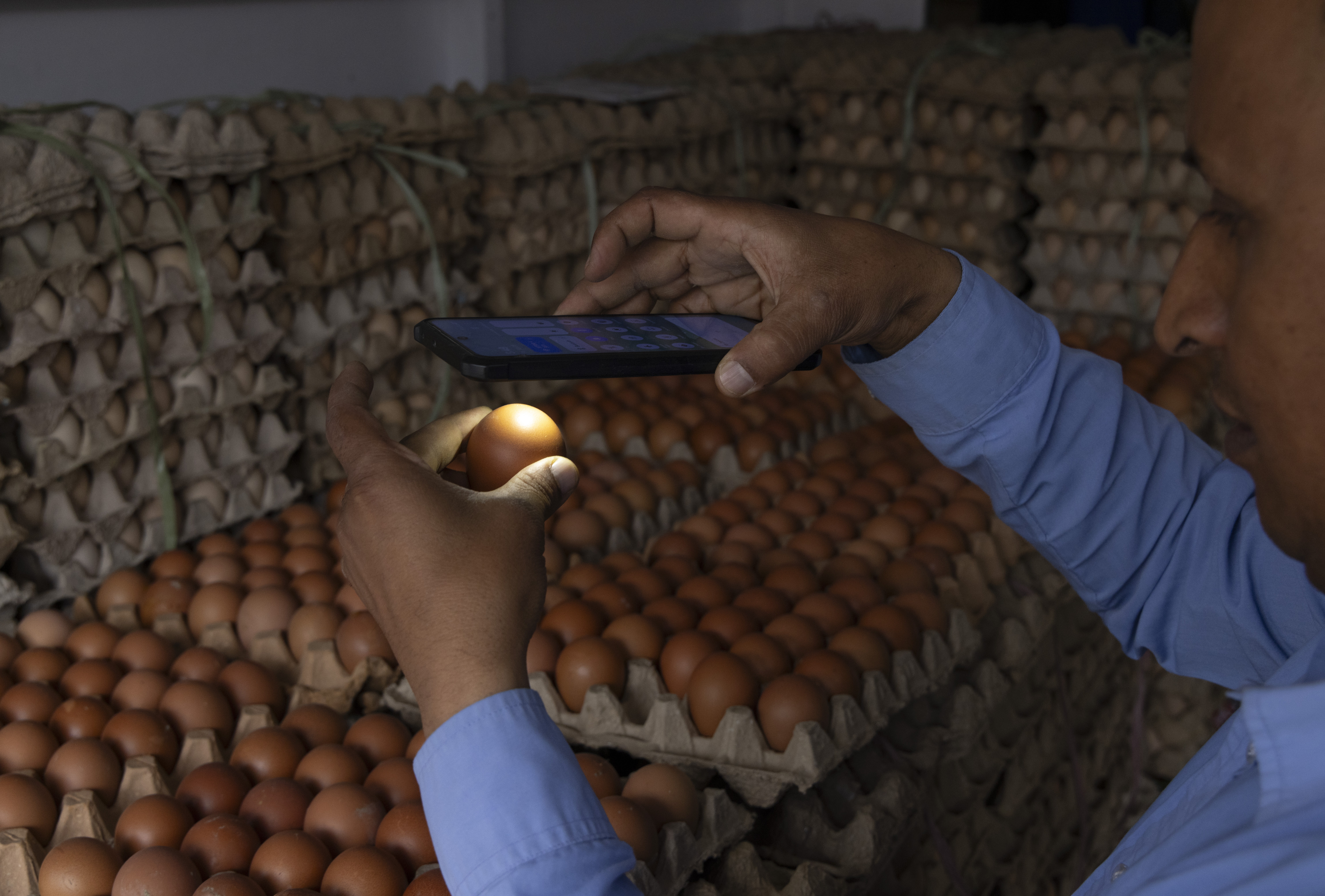FDA retira más de 19 millones de huevos por posible salmonela: cómo identificar los productos afectados