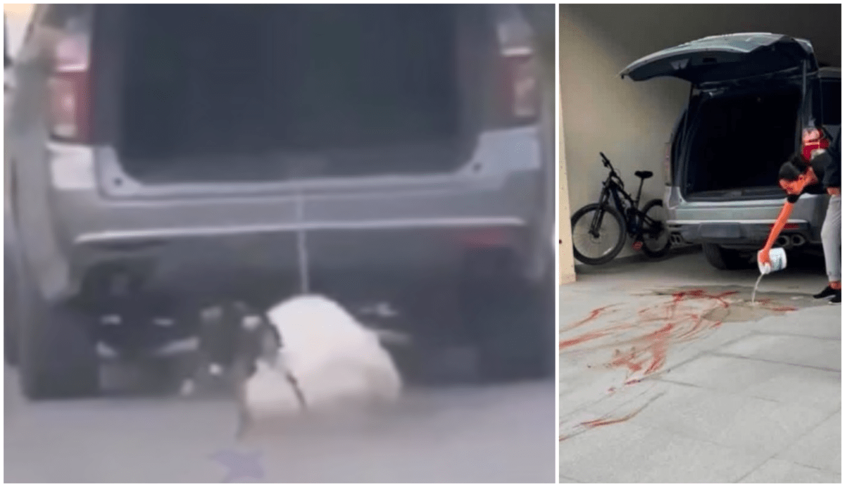 Muere Rocky: El caso del perro que fue arrastrado y atropellado por su dueña genera indignación