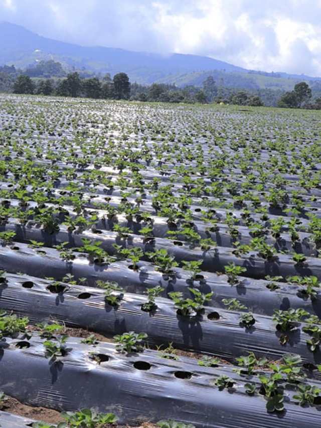 Sequía: Maga espera Q55 millones para asistencia alimentaria