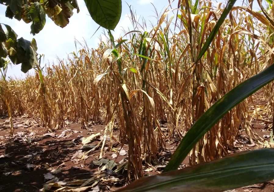 Cultivo afectado por la sequía y la falta de humedad en el suelo en Guatemala