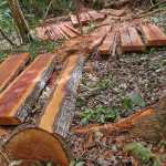 Árboles de cedro y chicozapote fueron talados ilegalmente en el sector sur del biotopo El Zotz, según las autoridades. (Foto Prensa Libre: Cortesía de Juan José Romero)