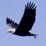 Fotografía de un águila calva