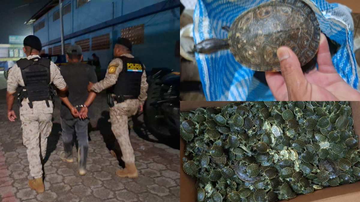 Capturan-a-hombre-con-606-tortugas-amenazadas-que-transportaba-en-costales-y-una-caja-de-carton-en-Izabal.png