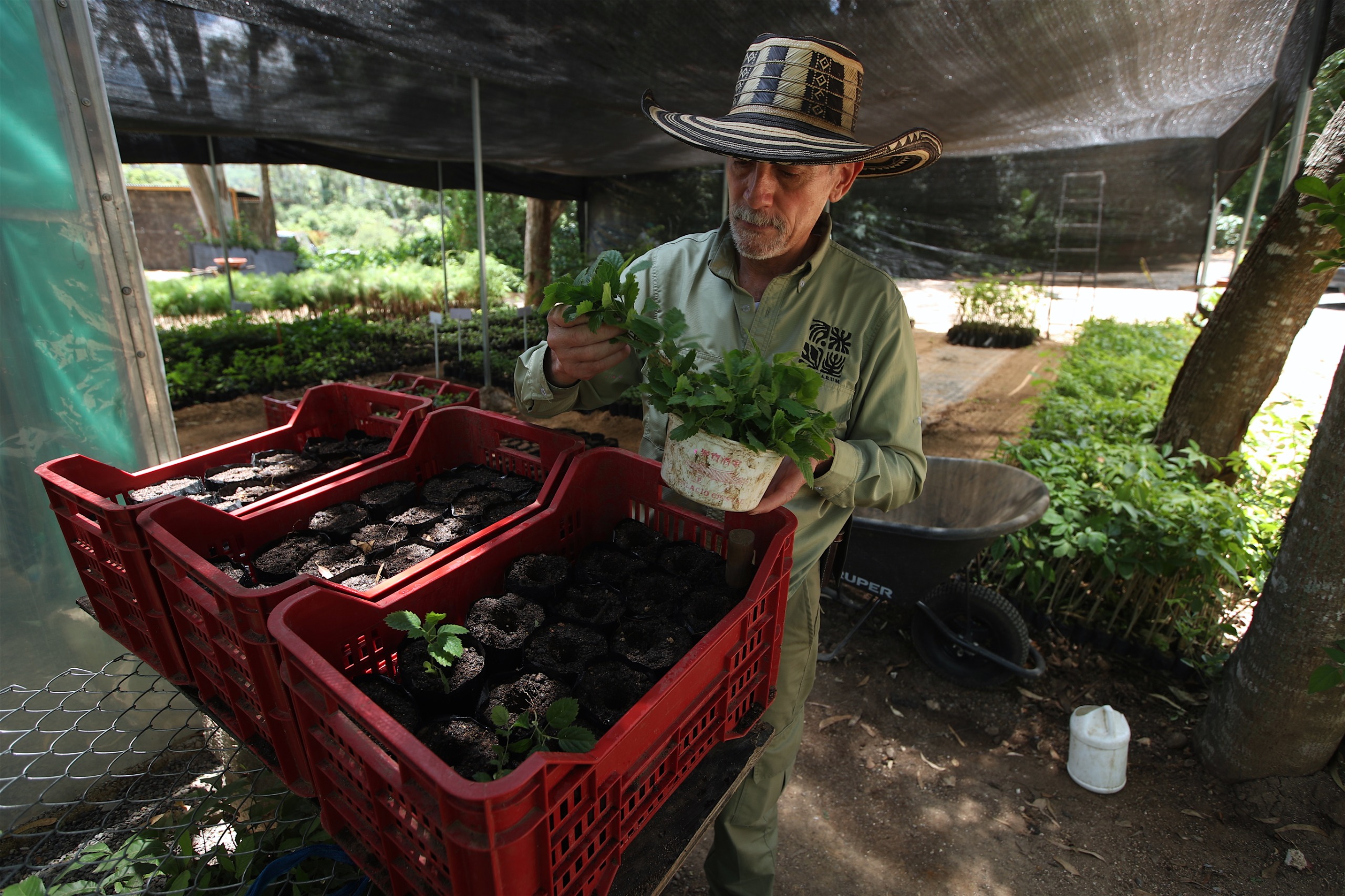Julio de la Parra, encargado del vivero forestal de Corredor Verde, muestra una planta de cortés mientras explica el trabajo de reproducción y cuidado de especies nativas que se realiza en el vivero. (Foto, Prensa Libre: Esbin García)