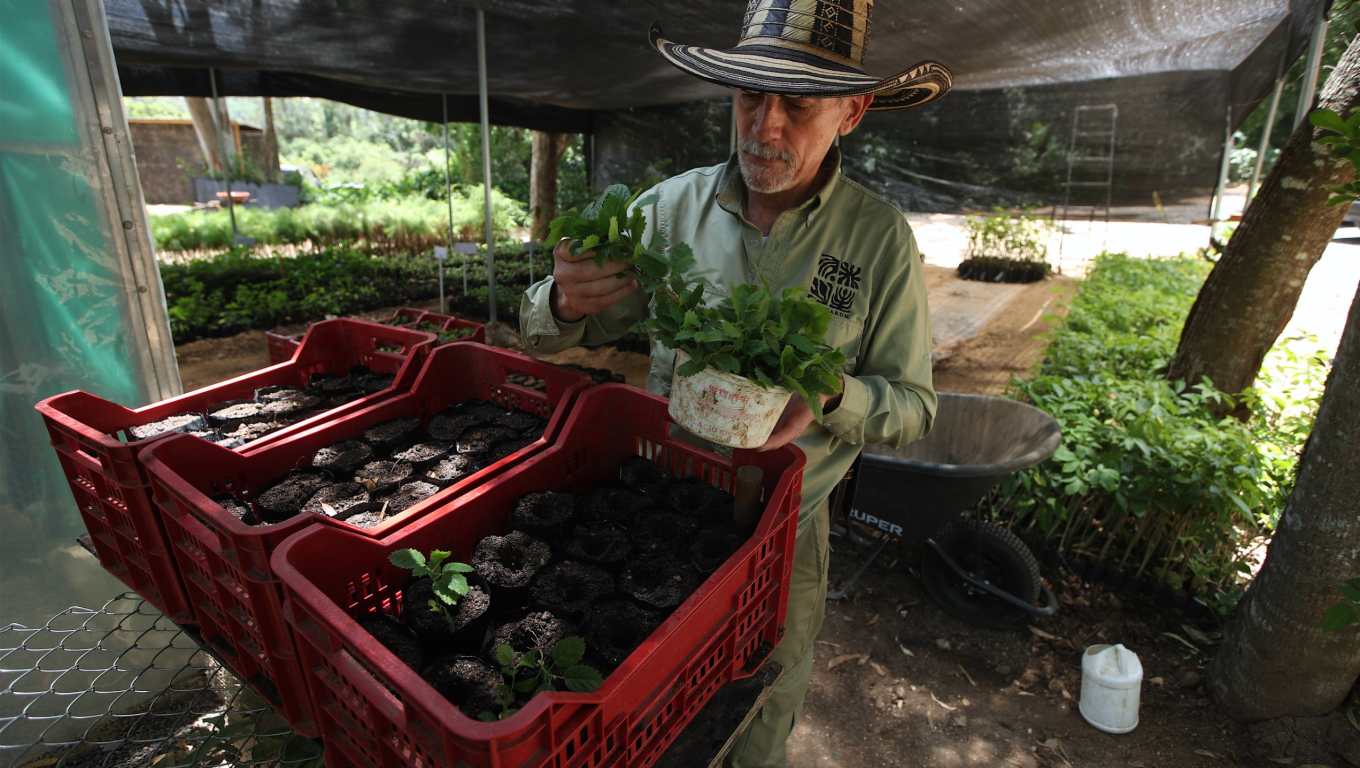 Julio de la Parra, encargado del vivero forestal de Corredor Verde, muestra una planta de cortés mientras explica el trabajo de reproducción y cuidado de especies nativas que se realiza en el vivero. (Foto, Prensa Libre: Esbin García)