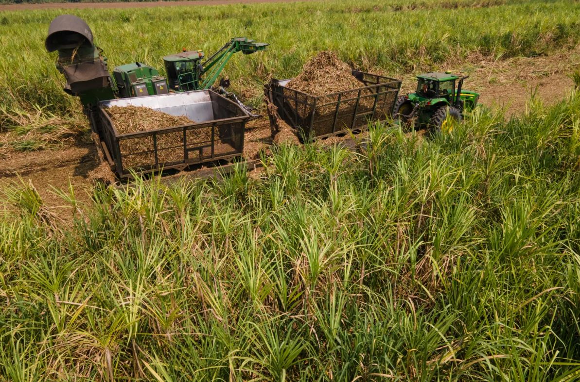 Cultivo de caña de azúcar zafra cosecha en Guatemala Hemeroteca PL