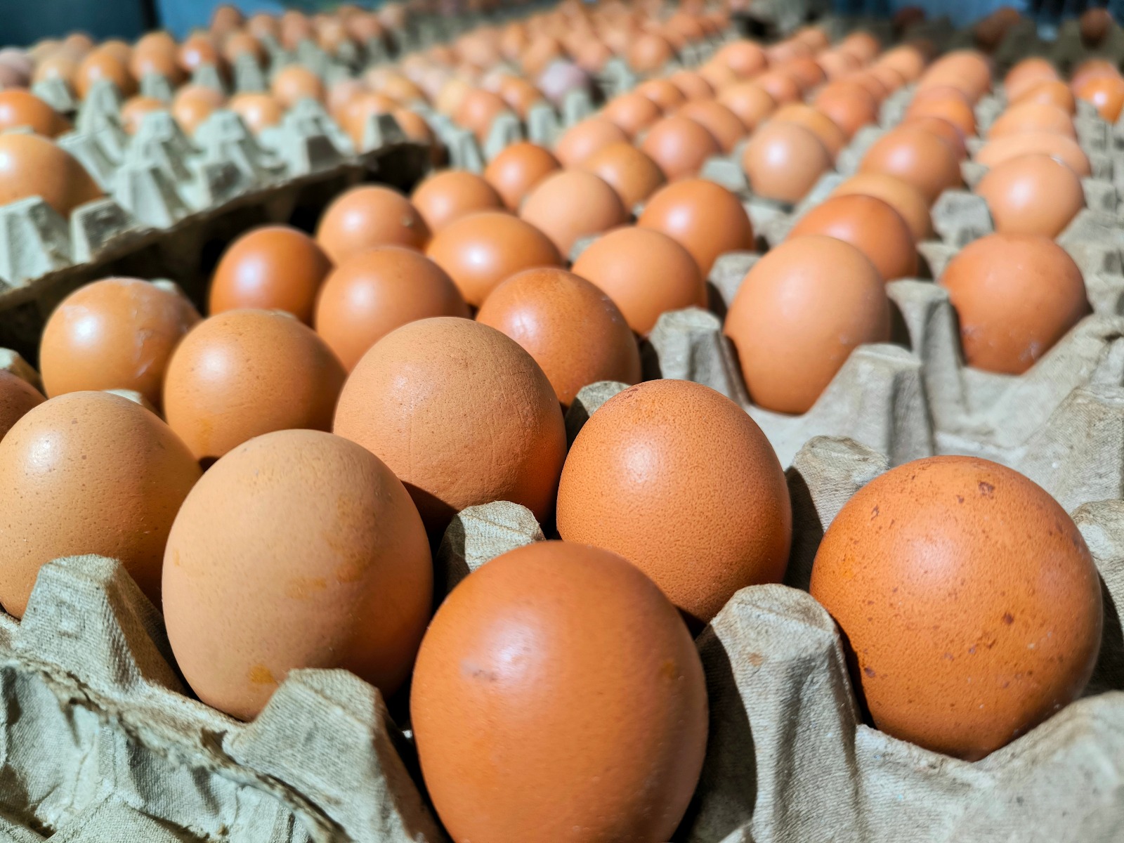 Huevos con salmonela