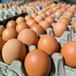 Huevos con salmonela