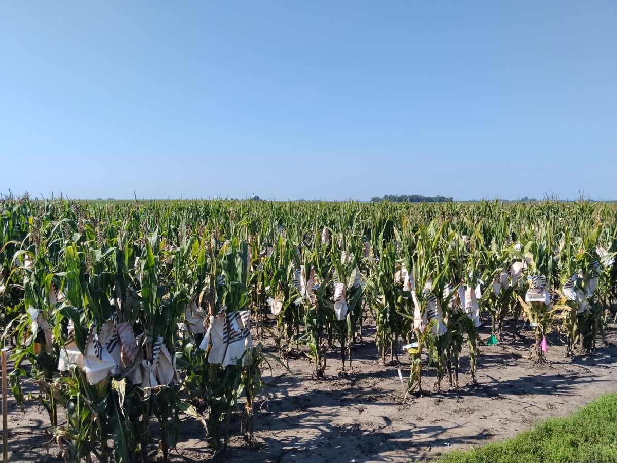PLANTACIONES-DE-MAIZ-STINE-SEED-COMPANY-7.jpeg