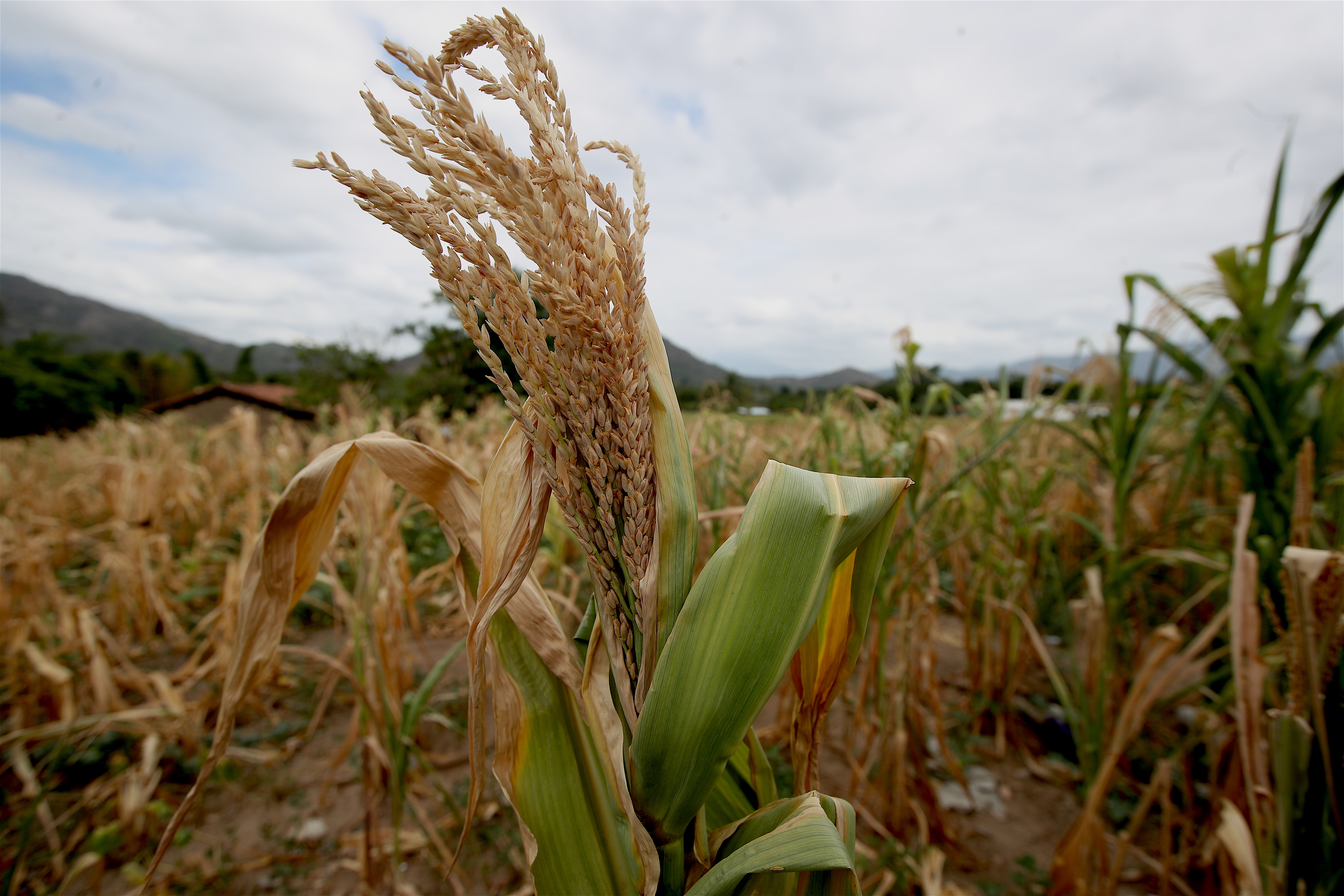 Pobladores de Cubulco, del departamento de Baja Verapaz, son afectados en sus cultivos debido a la falta de lluvia, lo que ha ocasionado la perdida total de lo sembrado y sin cosecha 2026